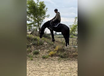 Westfaliano, Stallone, 4 Anni, 169 cm, Morello