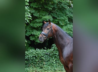 Westfaliano, Stallone, 4 Anni, 170 cm, Baio ciliegia