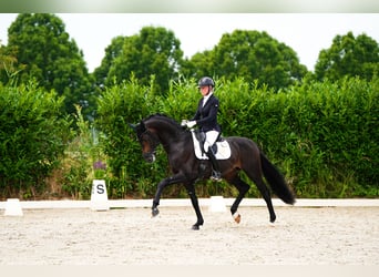 Westfaliano, Stallone, 4 Anni, 170 cm, Baio nero