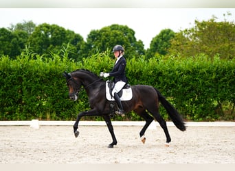 Westfaliano, Stallone, 4 Anni, 170 cm, Baio nero