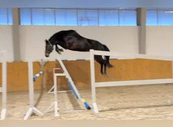 Westfaliano, Stallone, 4 Anni, 170 cm, Baio scuro