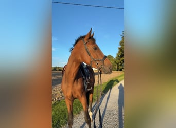 Westfaliano, Stallone, 4 Anni, 172 cm, Baio