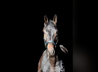 Westfaliano, Stallone, 4 Anni, 174 cm, Morello