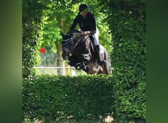 Westfaliano, Stallone, 5 Anni, 163 cm, Baio scuro