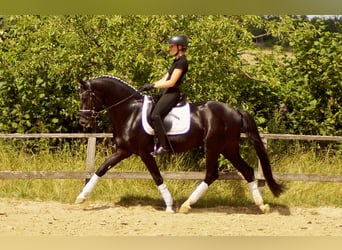 Westfaliano, Stallone, 5 Anni, 163 cm, Morello