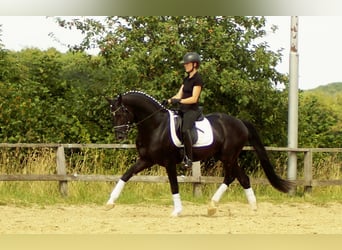Westfaliano, Stallone, 5 Anni, 163 cm, Morello