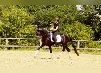 Westfaliano, Stallone, 5 Anni, 163 cm, Morello