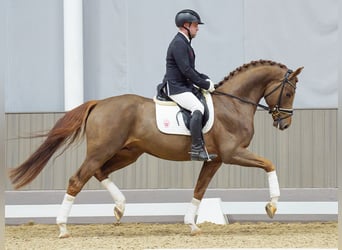 Westfaliano, Stallone, 5 Anni, 165 cm, Sauro