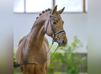 Westfaliano, Stallone, 5 Anni, 165 cm, Sauro