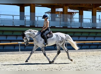 Westfaliano, Stallone, 5 Anni, 167 cm, Grigio