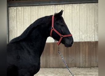 Westfaliano, Stallone, 5 Anni, 168 cm, Morello