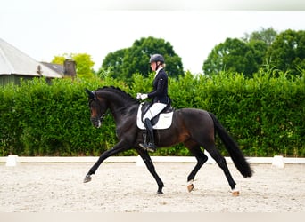 Westfaliano, Stallone, 5 Anni, 170 cm, Baio nero