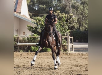 Westfaliano, Stallone, 6 Anni, 184 cm, Baio scuro
