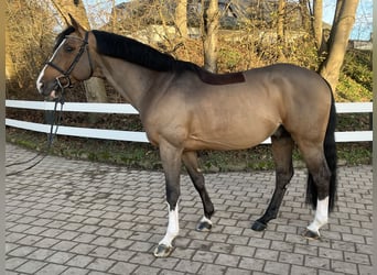 Westfaliano, Stallone, 8 Anni, 168 cm, Baio