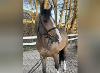 Westfaliano, Stallone, 8 Anni, 168 cm, Baio