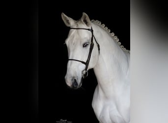 Westfaliano, Stallone, 9 Anni, 168 cm, Grigio