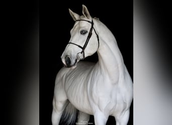 Westfaliano, Stallone, 9 Anni, 168 cm, Grigio