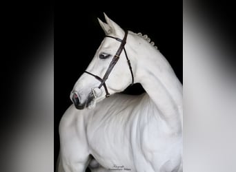 Westfaliano, Stallone, 9 Anni, 168 cm, Grigio