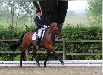 Westfaliano, Stallone, 25 Anni, 173 cm, Baio