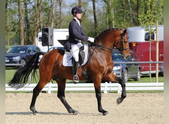 Westfaliano, Stallone, 25 Anni, 173 cm, Baio