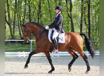 Westfaliano, Stallone, 25 Anni, 173 cm, Baio