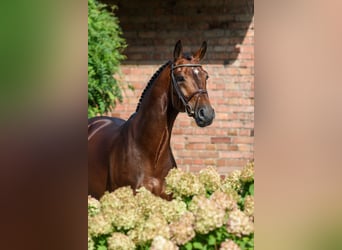 Westfaliano, Stallone, 11 Anni, 168 cm, Baio