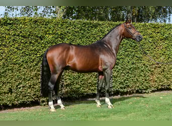 Westfaliano, Stallone, 11 Anni, 168 cm, Baio