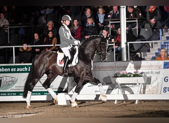 Westfaliano, Stallone, 7 Anni, 168 cm, Baio nero