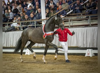 Westfaliano, Stallone, 7 Anni, 168 cm, Baio nero