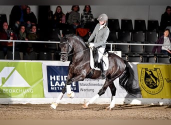 Westfaliano, Stallone, 7 Anni, 168 cm, Baio nero