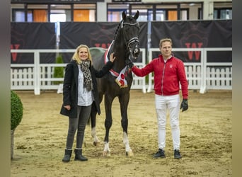 Westfaliano, Stallone, 7 Anni, 168 cm, Baio nero