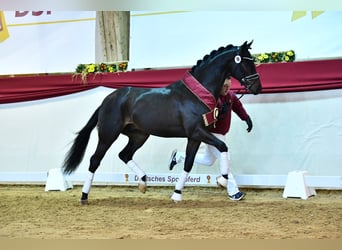 Westfaliano, Stallone, 7 Anni, 168 cm, Baio scuro