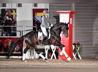 Westfaliano, Stallone, 7 Anni, 168 cm, Baio scuro