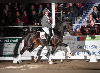 Westfaliano, Stallone, 7 Anni, 168 cm, Baio scuro