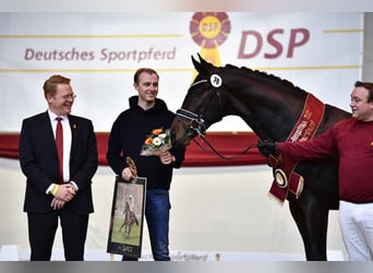 Westfaliano, Stallone, 7 Anni, 168 cm, Baio scuro