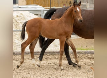 Westfaliano, Stallone, Puledri
 (04/2024), 166 cm, Baio