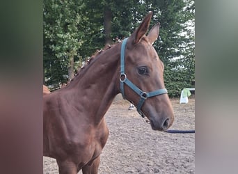 Westfaliano, Stallone, Puledri (04/2026), 167 cm, Sauro