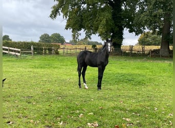 Westfaliano, Stallone, Puledri (05/2025), 168 cm, Grigio