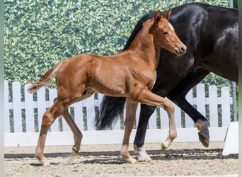 Westfaliano, Stallone, Puledri (04/2026), 168 cm, Sauro