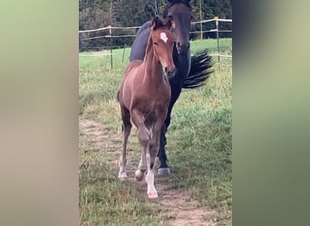 Westfaliano, Stallone, Puledri (06/2025), 170 cm, Baio