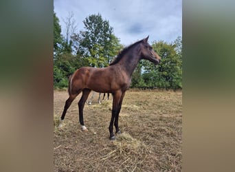 Westfaliano, Stallone, Puledri (04/2026), 170 cm, Baio scuro
