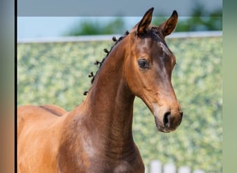 Westfaliano, Stallone, Puledri (04/2026), 170 cm, Baio scuro