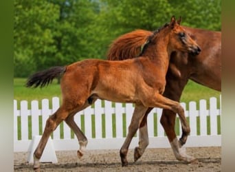 Westfaliano, Stallone, Puledri (03/2026), 170 cm, Baio scuro