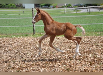 Westfaliano, Stallone, , 170 cm, Sauro