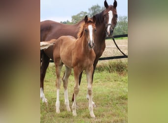 Westfaliano, Stallone, Puledri (05/2026), 170 cm, Sauro scuro