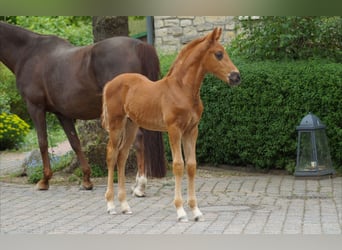 Westfaliano, Stallone, Puledri (03/2026), 170 cm, Sauro scuro