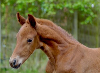 Westfaliano, Stallone, Puledri (03/2026), 170 cm, Sauro scuro