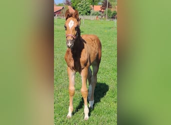 Westfaliano, Stallone, , 170 cm, Sauro scuro