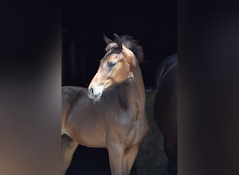 Westfaliano, Stallone, Puledri (04/2026), 172 cm, Baio