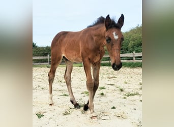 Westfaliano, Stallone, Puledri (06/2025), 172 cm, Baio nero